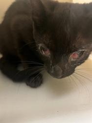 Shelter Stray Female Cat last seen Near BLOCK RICHARD ST, PERRIS CA 92570, 6851 Van Buren Boulevard, Jurupa Valley, CA 92509, USA