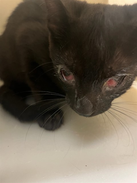 Shelter Stray Female Cat last seen Near BLOCK RICHARD ST, PERRIS CA 92570, 6851 Van Buren Boulevard, Jurupa Valley, CA 92509, USA