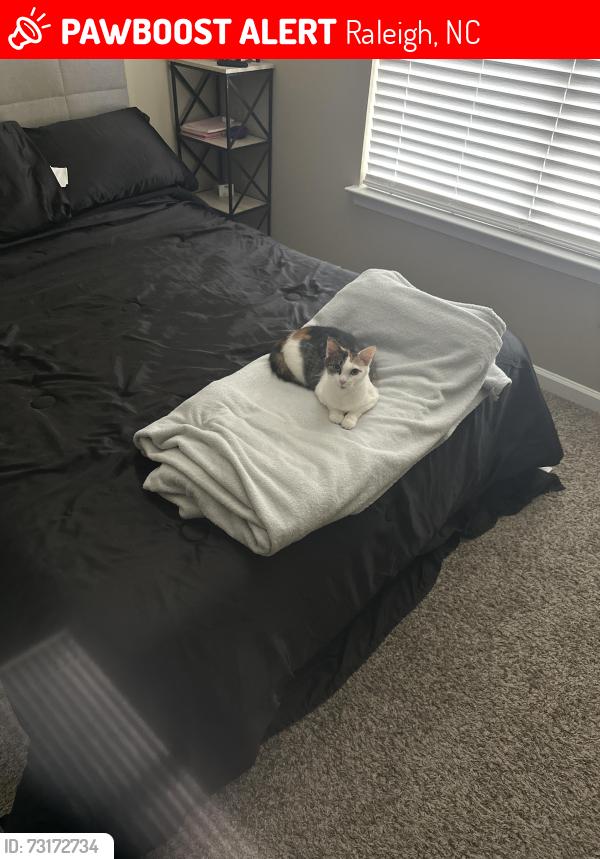 Lost Female Cat last seen Near gentle valley LN, Raleigh, NC 27603