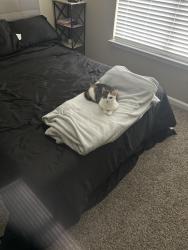 Lost Female Cat last seen Near gentle valley LN, Raleigh, NC 27603