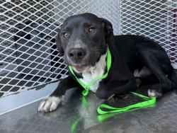 Shelter Stray Male Dog last seen Near BLOCK JOE AVE, BAKERSFIELD CA 93307, 3951 Fruitvale Ave, Bakersfield, CA 93308, USA