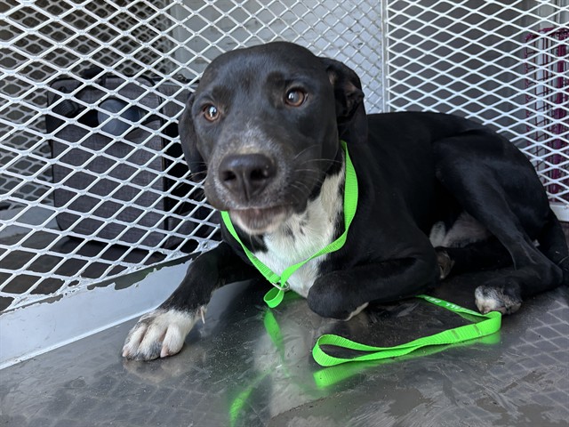 Shelter Stray Male Dog last seen Near BLOCK JOE AVE, BAKERSFIELD CA 93307, 3951 Fruitvale Ave, Bakersfield, CA 93308, USA