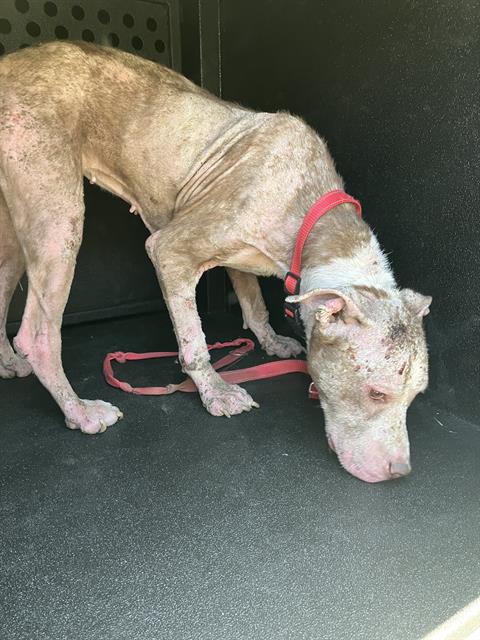 Shelter Stray Female Dog last seen Near BLK CEDAR AVE LONG BEACH CA 90807, 7700 E Spring St, Long Beach, CA 90815, USA