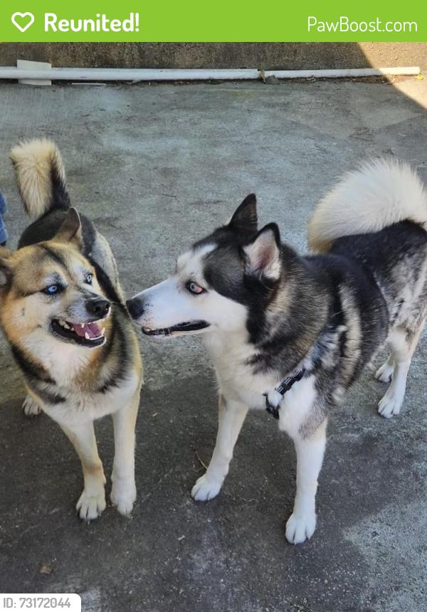 Reunited Male Dog last seen by the restaurant and gas station, Temple Hills, MD 20748