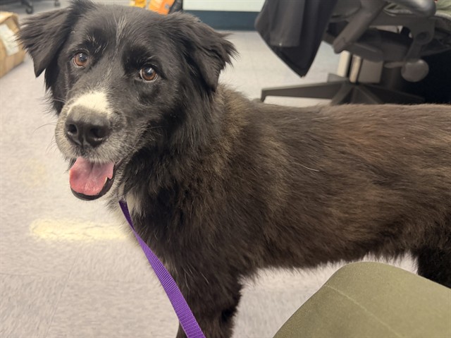 Shelter Stray Male Dog last seen , 4275 Elton St, Baldwin Park, CA 91706, USA