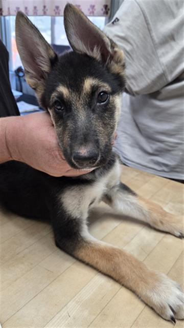 Shelter Stray Male Dog last seen KENDALL AVE / BRADY ST RIDGECREST CA 93555, 14891 CA-178, Lake Isabella, CA 93240, USA