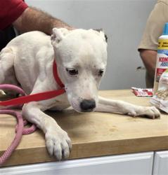 Shelter Stray Female Dog last seen Near BLOCK DOLPHIN AVE RIDGRCREST CA 93555, 14891 CA-178, Lake Isabella, CA 93240, USA