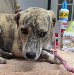 Shelter Stray Male Dog last seen Near BLOCK DOLPHIN RIDGECREST CA 93555, 14891 CA-178, Lake Isabella, CA 93240, USA