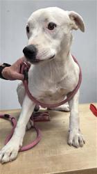 Shelter Stray Male Dog last seen Near BLOCK DOLPHAN RIDGECRST CA 93555, 14891 CA-178, Lake Isabella, CA 93240, USA