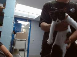 Shelter Stray Male Cat last seen Near BLOCK VAN CLEVE NW, 11800 Sunset Gardens Rd SW, Albuquerque, NM 87121, USA