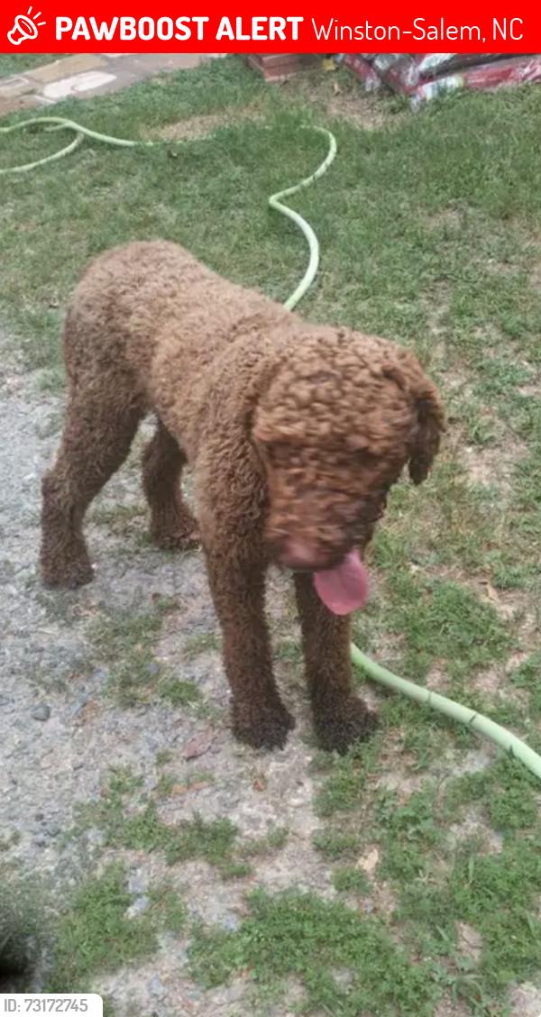 Lost Male Dog last seen Ebert and Clemmonsville, Winston-Salem, NC 27127