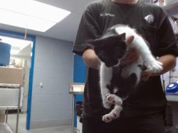 Shelter Stray Male Cat last seen Near BLOCK VAN CLEVE NW, 11800 Sunset Gardens Rd SW, Albuquerque, NM 87121, USA
