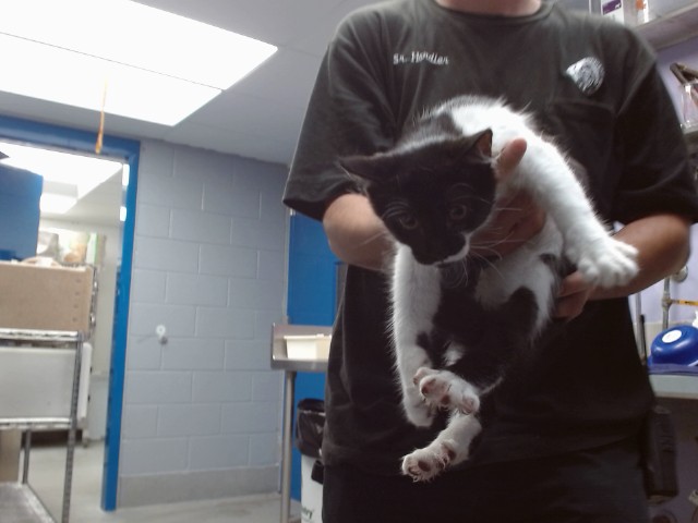 Shelter Stray Male Cat last seen Near BLOCK VAN CLEVE NW, 11800 Sunset Gardens Rd SW, Albuquerque, NM 87121, USA