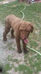 Lost Male Dog last seen Ebert and Clemmonsville, Winston-Salem, NC 27127