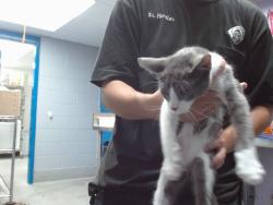 Shelter Stray Male Cat last seen Near BLOCK VAN CLEVE NW, 11800 Sunset Gardens Rd SW, Albuquerque, NM 87121, USA