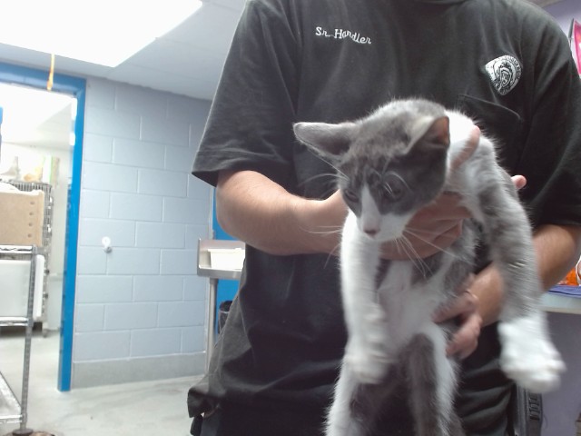 Shelter Stray Male Cat last seen Near BLOCK VAN CLEVE NW, 11800 Sunset Gardens Rd SW, Albuquerque, NM 87121, USA