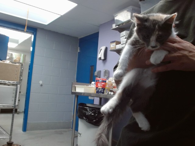 Shelter Stray Female Cat last seen Near BLOCK VAN CLEVE NW, 11800 Sunset Gardens Rd SW, Albuquerque, NM 87121, USA