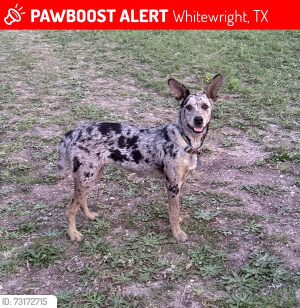 Lost Female Dog last seen We’re on 697 in Whitewright, Whitewright, TX 75491