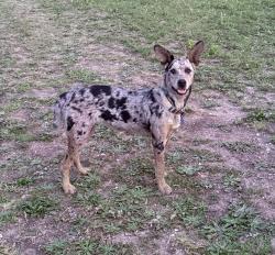 Lost Female Dog last seen We’re on 697 in Whitewright, Whitewright, TX 75491