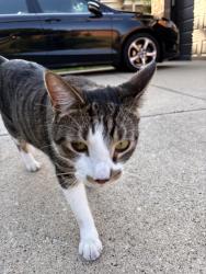 Found/Stray Unknown Cat last seen Forest glen and las Casas, Chicago, IL 60646