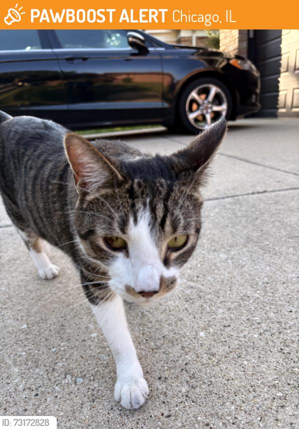 Found/Stray Unknown Cat last seen Forest glen and las Casas, Chicago, IL 60646
