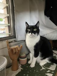Lost Male Cat last seen Ala Wai Blvd or Kuhio Ave, Honolulu, HI 96815