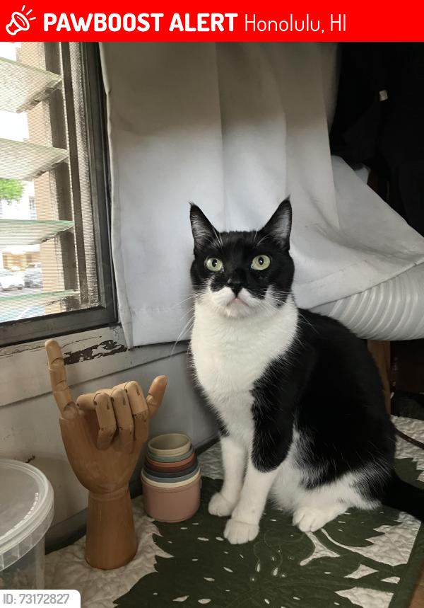 Lost Male Cat last seen Ala Wai Blvd or Kuhio Ave, Honolulu, HI 96815