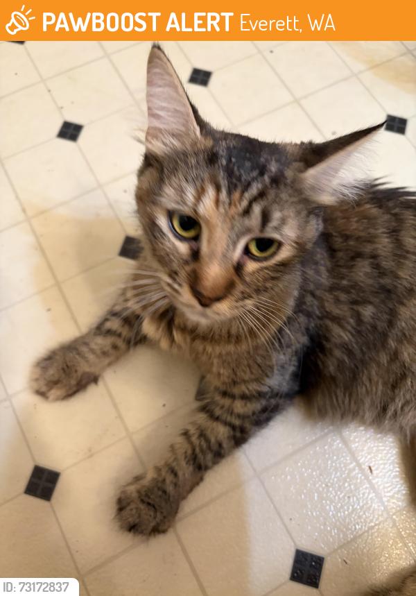Found/Stray Female Cat last seen 112th St and 4th Ave W, Everett, WA 98204