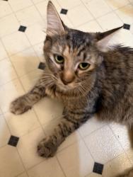 Found/Stray Female Cat last seen 112th St and 4th Ave W, Everett, WA 98204