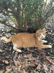 Lost Male Cat last seen Evergreen Neighborhood, Smiths Station, AL 36877