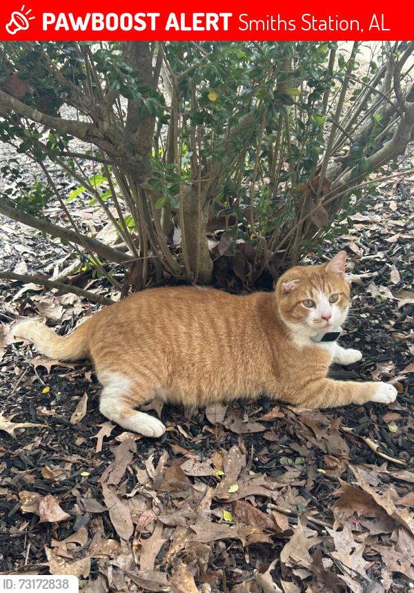 Lost Male Cat last seen Evergreen Neighborhood, Smiths Station, AL 36877