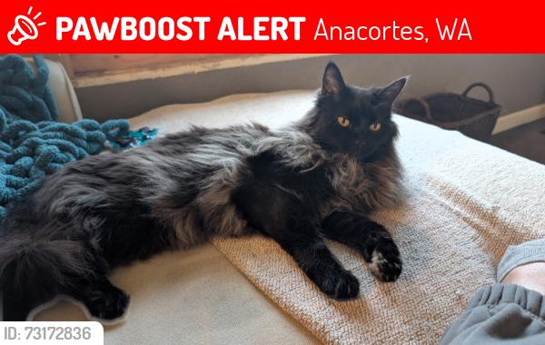 Lost Female Cat last seen B Ave & 31st street, Anacortes, WA 98221