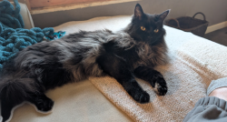 Lost Female Cat last seen B Ave & 31st street, Anacortes, WA 98221