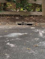 Reunited Unknown Cat last seen Winsford Drive cul de sac, Greenville, SC 29609