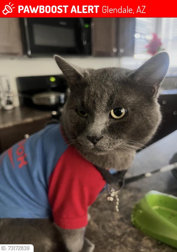 Lost Male Cat last seen Pinyon, Glendale, AZ 85301