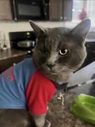 Lost Male Cat last seen Pinyon, Glendale, AZ 85301