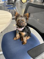 Lost Female Dog last seen Hualipai and Sunset, Las Vegas, NV 89148