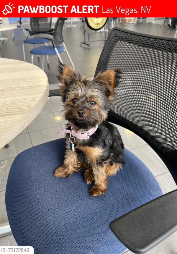 Lost Female Dog last seen Hualipai and Sunset, Las Vegas, NV 89148