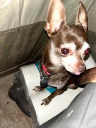 Lost Male Dog last seen 418th Ave and Palm Lane, West Phoenix Estates, AZ 85354