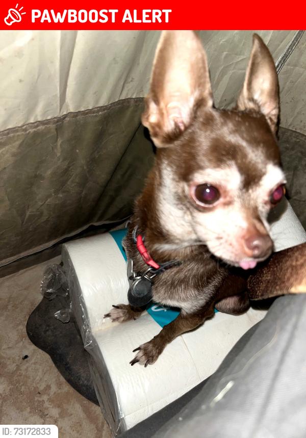 Lost Male Dog last seen 418th Ave and Palm Lane, West Phoenix Estates, AZ 85354