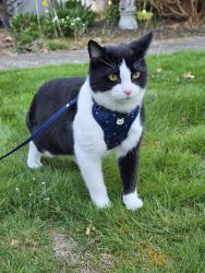 Reunited Male Cat last seen 212th st se, 39th ave se, Bothell, WA 98021