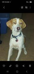Reunited Male Dog last seen Near intersection of Old Pascagoula Rd and McDonald Rd, Winfield, AL 36582