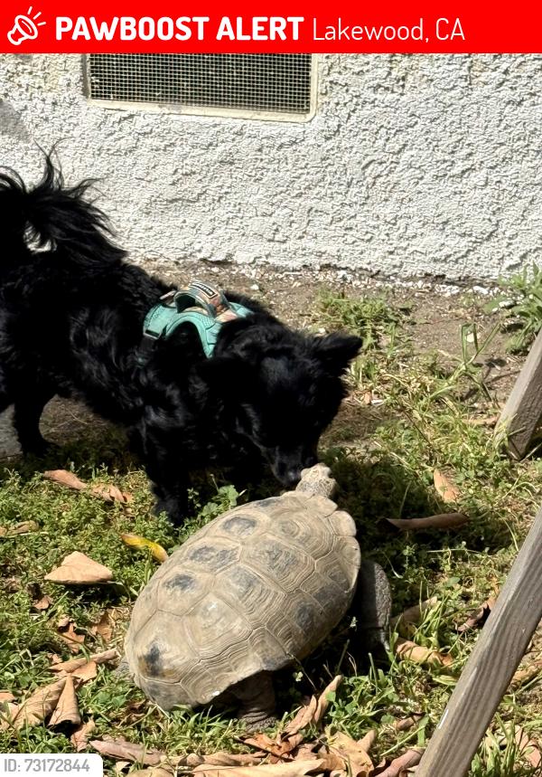 Lost Male Other last seen South Street and Palos Verde, Lakewood, CA 90713