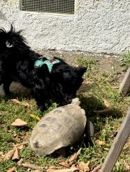Lost Male Other last seen South Street and Palos Verde, Lakewood, CA 90713