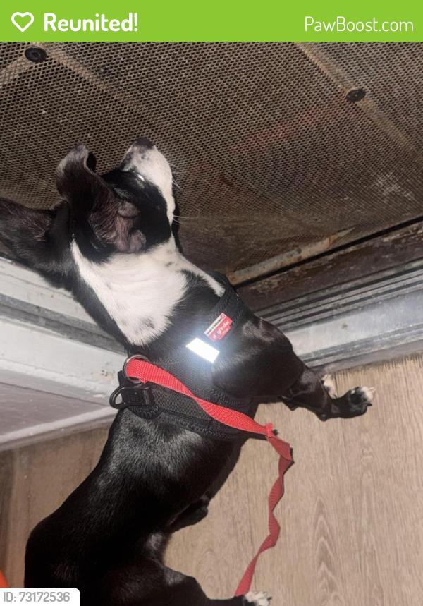 Reunited Male Dog last seen Meek Park, Hayward, CA 94541