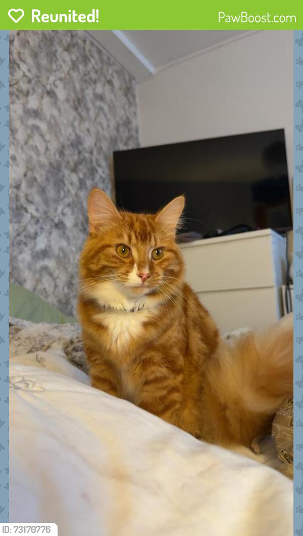 Reunited Male Cat last seen Cregagh est, Belfast, Northern Ireland BT6 0EP