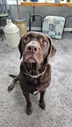 Reunited Male Dog last seen Glenn Rd and Seymour Rd, Grass Lake, MI 49240