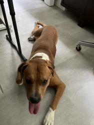 Reunited Male Dog last seen Horizon, Beaverton, OR 97007
