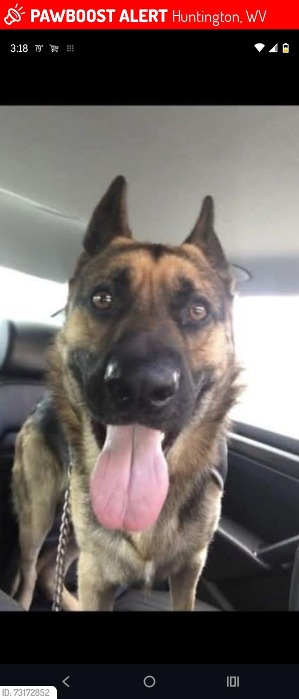 Lost Male Dog last seen Springdale ave Huntington wv, Huntington, WV 25705
