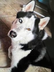 Lost Male Dog last seen Valley center, Valley Center, CA 92082